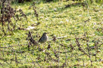 Wildlife Sightings for 27th January 2024